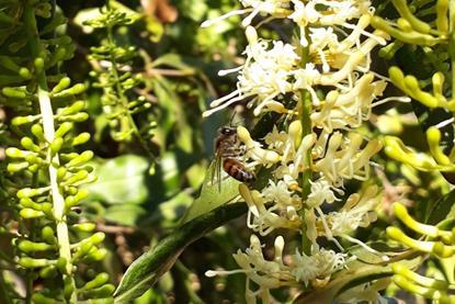 macadamia biene-uni göttingen