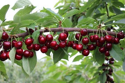 Kir Rio KSG Graeb cherries