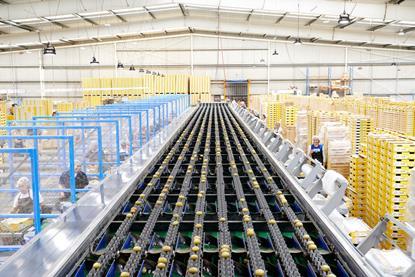 Kiwifruit pack house