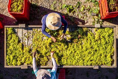 South African raisin packing overhead image