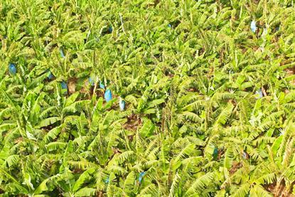 banana plantation in the Philippines Adobe Stock