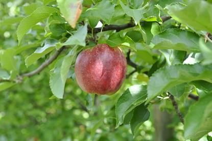 Jonagold-Apfel in Frankreich