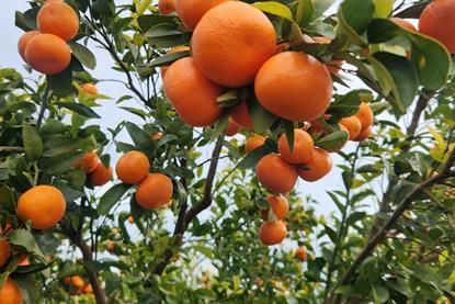 Mayview Citrus Warakirri Asset Management