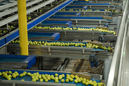 Pears in a CMI Orchards packhouse