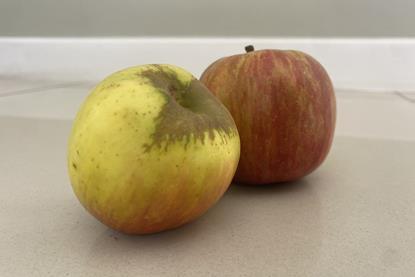 Witte Wijnappel Tru-Cape South Africa