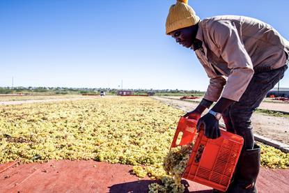 Raisins SA laying out fruit
