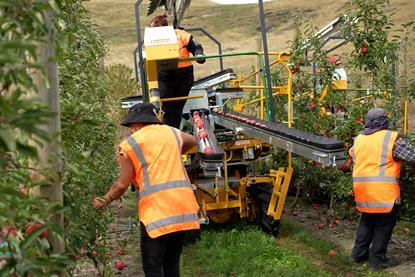 New Zealand apple harvest