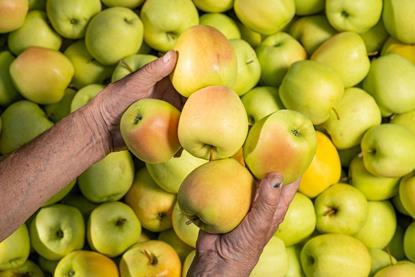IT Melinda Golden apples