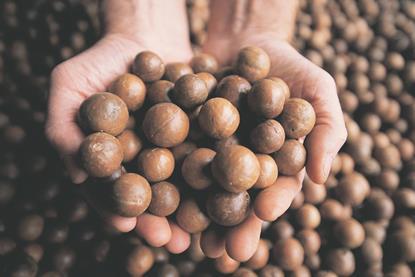 Australian macadamias
