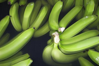 Ecuador Bio-Bananen - Produktion & Verpackung (40)