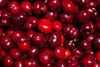 Spanish Picota cherries