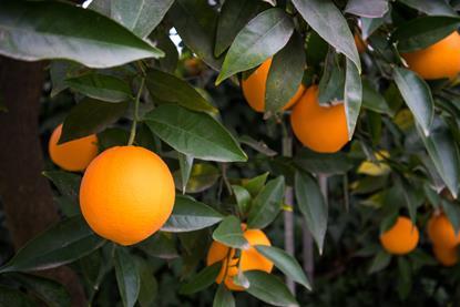 Oranges on tree