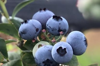 Ecuadorean blueberries