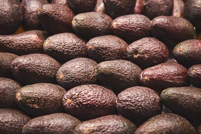 Hass avocados packed in rows Adobe Stock