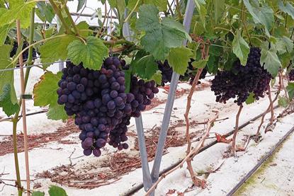 PL Mazovia grapes Biedronka