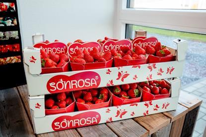 Fruitmasters Limgroup Sonrosa