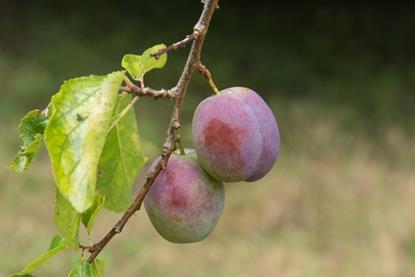 UK plums