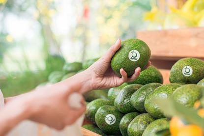 Apeel Avocados