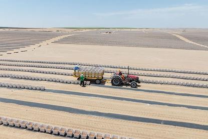 Vanguard Piscu blueberry farm