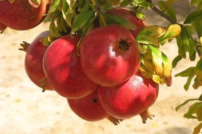GEN pomegranate growing