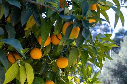TU Citrus tree