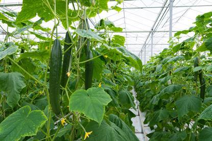 The cost of heating a greenhouse has proven unsustainable for many growers
