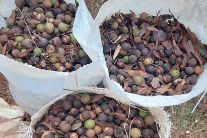 TopNut Harvested macadamia nuts South Africa