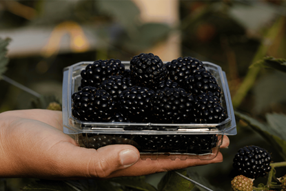 Pairwise Fontana blackberry