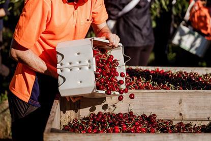 TasmanianCherries