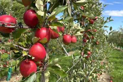 Golden Bay Fruit’s Nelson Sassy a few days before harvest.