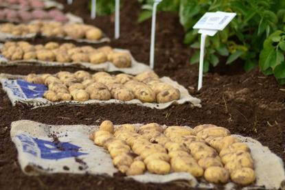 NPIC potatoes