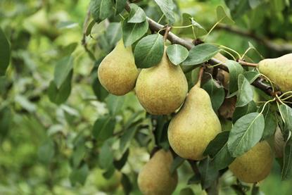 Pears on tree closeup Adobe Stock