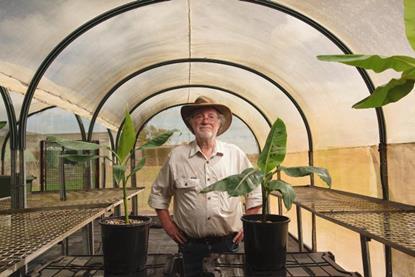 QUT Distinguished Professor James Dale with young banana plants in a shadehouse at the QUT field trial site in the Northern Territory