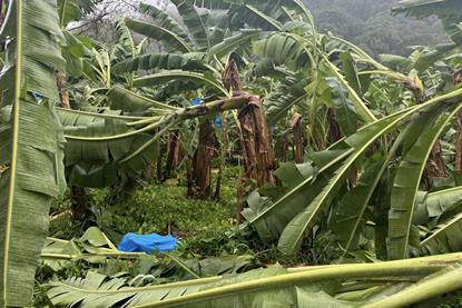 Impact of August 2025 rains on Caribbean Costa Rica bananas