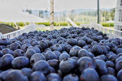 Colombian blues Nicolas Castellanos Martinez . Elite BLU-.