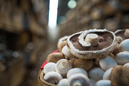 Costa Group mushrooms