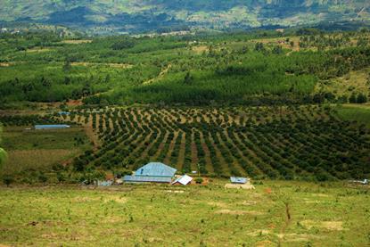 Tanzania avocado production Adobe Stock