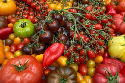Den Berk Delice tomatoes