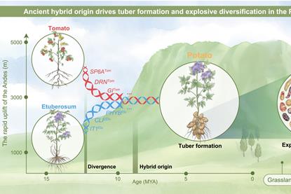 entwicklung tomate kartoffel cell