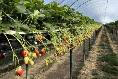 The Summer Berry Company uses GreenView AI for forecasting on 15ha of strawberries