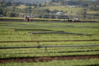 Lettuce production Gatton Queensland Australia