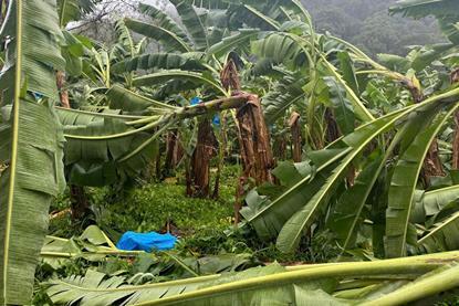 Impact of August 2025 rains on Caribbean Costa Rica bananas
