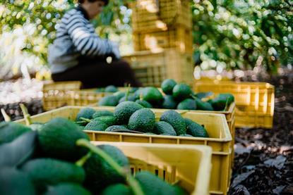 Avocados in Kisten