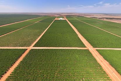 Talia Farms Colliers