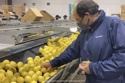 SalixFruits_ArgentineLemons_2021_2