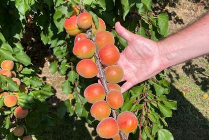 WWF apricot 1