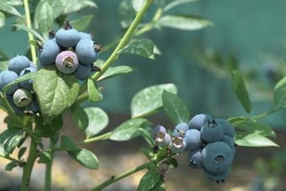 Oman blueberries