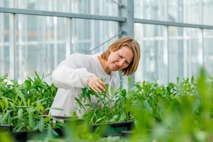 salat blattläuse rijk zwaan