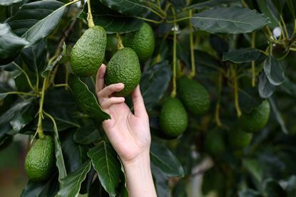 Avocados - AdobeStock