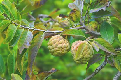 Custard apple